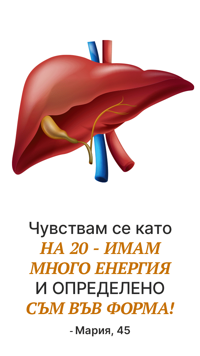 1. Възстановява нормалната функция на черния дроб и стимулира храносмилането и метаболизма
