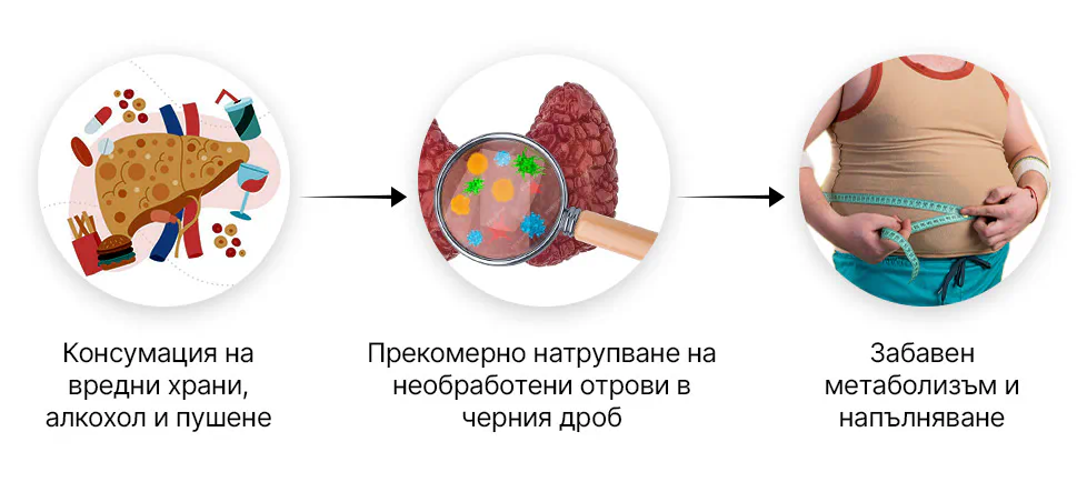 estrogen-fat